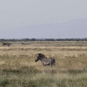 Grevy's zebra (Equus grevyi)