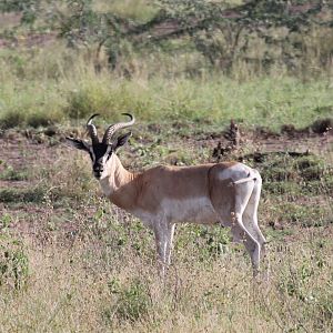 Soemmerring's gazelle (Nanger soemmerringii)