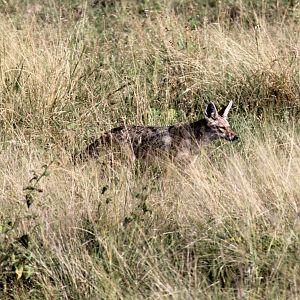 North African Wolf (Canis anthus lupaster)
