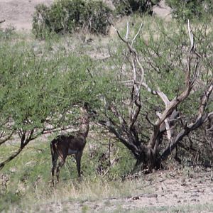 Northern gerenuk or Sclater's gazelle (Litocranius walleri sclateri)