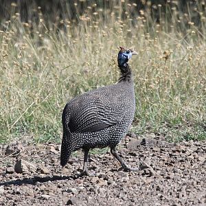 Helmeted Guineafowl (Numida meleagris)