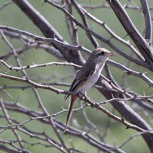 red-tailed shrike or Turkestan shrike (Lanius phoenicuroides) female