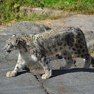 Snow leopard in Kolmården