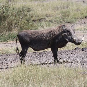 common warthog (Phacochoerus africanus)