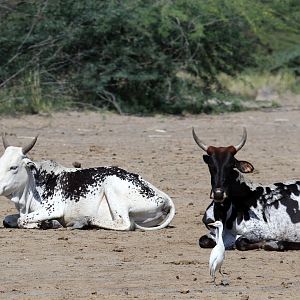 cattle egrets (Bubulcus ibis)- quite litterally
