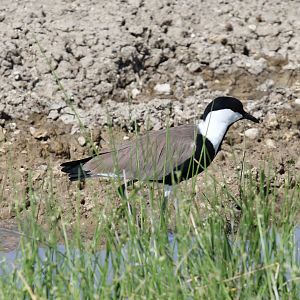 Spur-winged Lapwing (Vanellus spinosus)