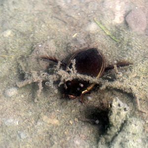 diving beetle