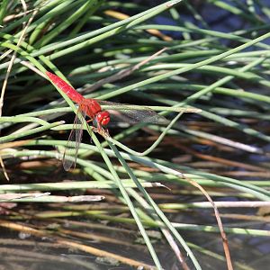 Broad Scarlet (Crocothemis erythraea) ID?