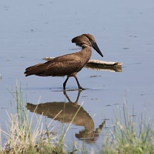 hamerkop (Scopus umbretta)
