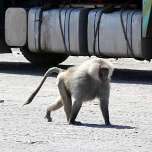 hamadryas baboon (Papio hamadryas)