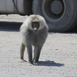 hamadryas baboon (Papio hamadryas)
