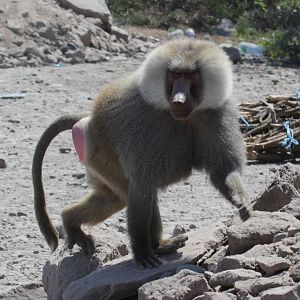 hamadryas baboon (Papio hamadryas)