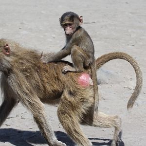 hamadryas baboon (Papio hamadryas)