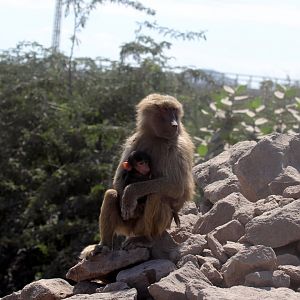 hamadryas baboon (Papio hamadryas)