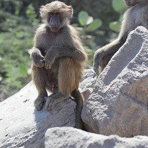 hamadryas baboon (Papio hamadryas)