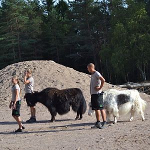 Presentation of desert animals at Kolmården