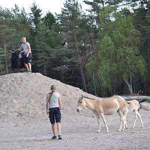 Presentation of desert animals at Kolmården