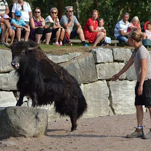 Presentation of desert animals at Kolmården - yak