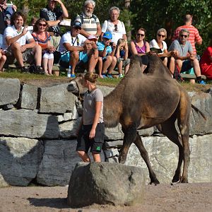 Presentation of desert animals at Kolmården - camel