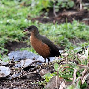 Rouget's Rail (Rougetius rougetii)