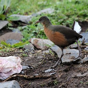 Rouget's Rail (Rougetius rougetii)