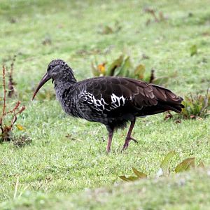 wattled ibis (Bostrychia carunculata)