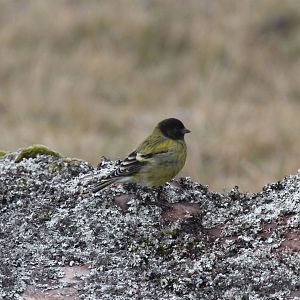 Ethiopian siskin or Abyssinian siskin (Serinus nigriceps)