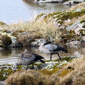 Blue-winged Goose (Cyanochen cyanoptera)