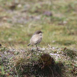 Moorland Chat (Pinarochroa sordida)