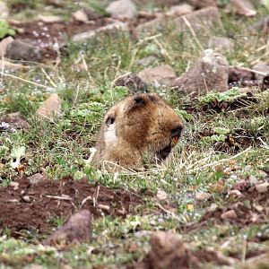 big-headed African mole rat, (Tachyoryctes macrocephalus), also known as the giant root-rat, Ethiopian African mole rat, or giant mole rat