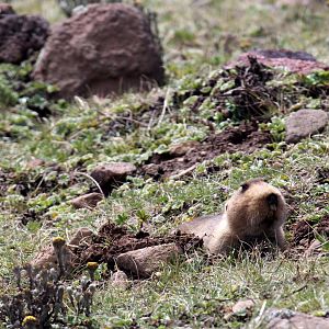 big-headed African mole rat, (Tachyoryctes macrocephalus), also known as the giant root-rat, Ethiopian African mole rat, or giant mole rat