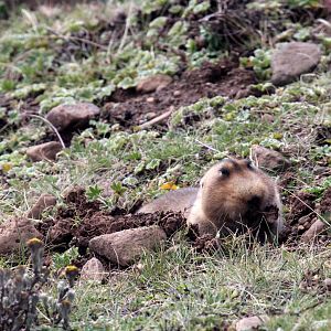 big-headed African mole rat, (Tachyoryctes macrocephalus), also known as the giant root-rat, Ethiopian African mole rat, or giant mole rat