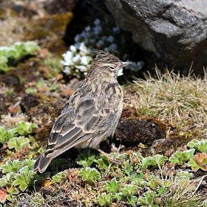 Thekla's Lark (Galerida theklae)