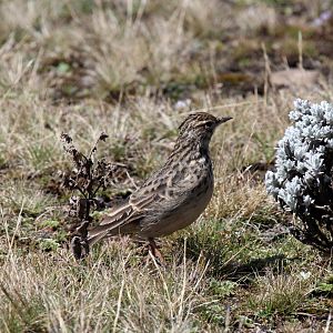 Thekla's Lark (Galerida theklae)