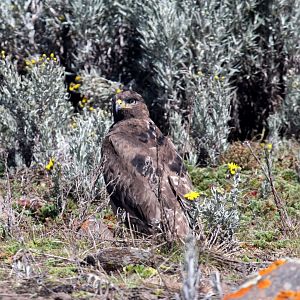 tawny eagle (Aquila rapax)