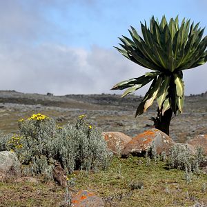 tawny eagle (Aquila rapax)