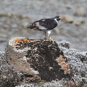 Augur Buzzard (Buteo augur)