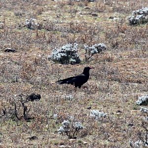 red-billed chough (Pyrrhocorax pyrrhocorax)