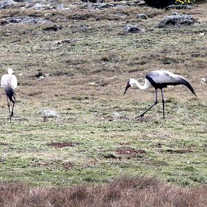 wattled crane (Grus carunculata)