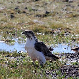 Augur Buzzard (Buteo augur)