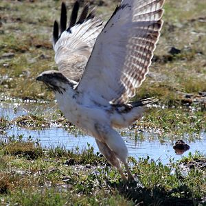 augur buzzard (Buteo augur)