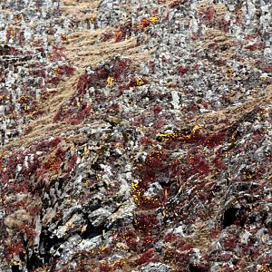 Abyssinian Rock Hyrax (Procavia capensis habessinicus)