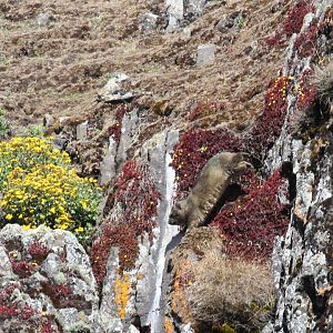 Abyssinian Rock Hyrax (Procavia capensis habessinicus)