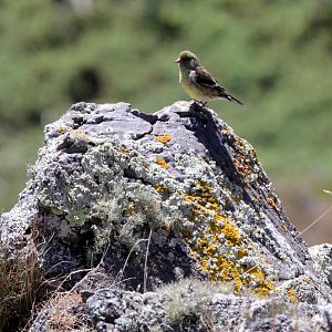 Ethiopian siskin or Abyssinian siskin (Serinus nigriceps) juvenile