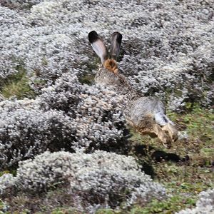 Ethiopian highland or Starck's hare (Lepus starcki)