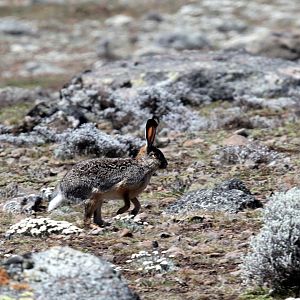 Ethiopian highland or Starck's hare (Lepus starcki)