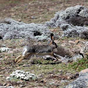 Ethiopian highland or Starck's hare (Lepus starcki)