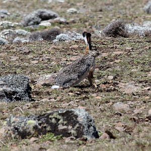 Ethiopian highland or Starck's hare (Lepus starcki)