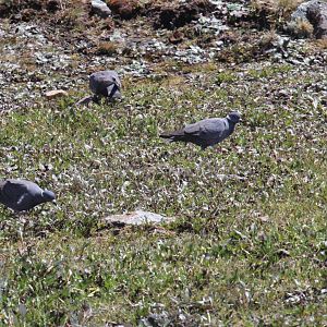 White-collared Pigeon (Columba albitorques)