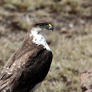 augur buzzard (Buteo augur)